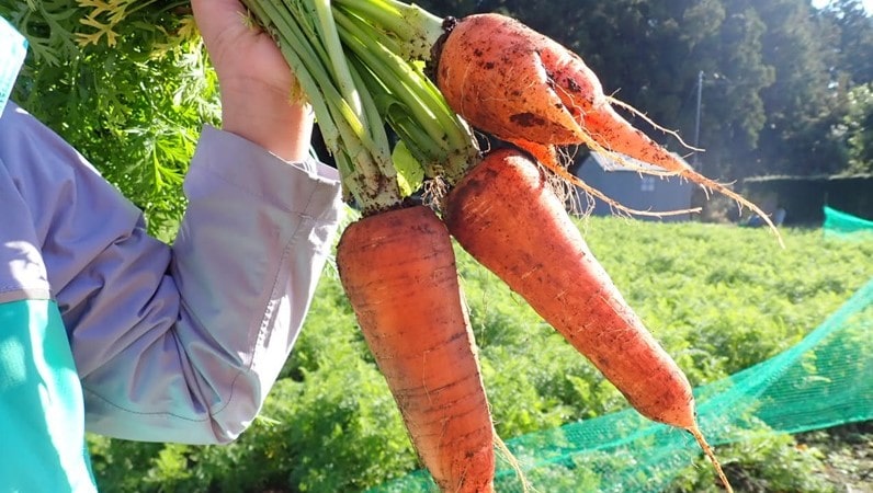 ザファーム千葉 野菜の収穫体験